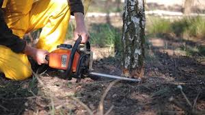 Smithton, IL Tree Removal and Landscaping Services Company